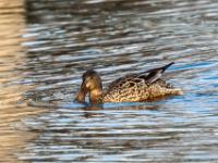 Löffelente Weibchen